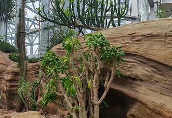 上海温室花园第 243 张图片