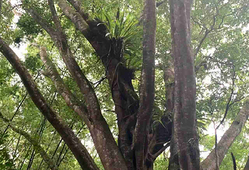五指山水满河热带雨林风景区第 26 张图片