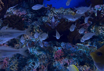 上海海洋水族馆第 216 张图片
