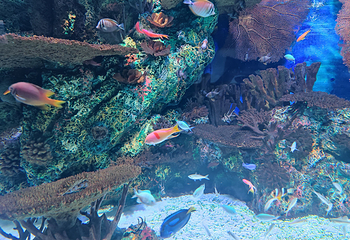 上海海洋水族馆第 104 张图片