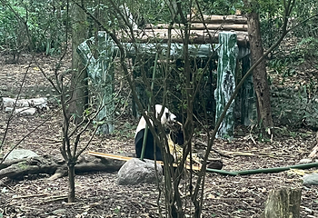 成都大熊猫繁育研究基地第 696 张图片