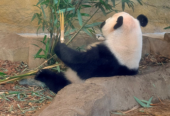 成都大熊猫繁育研究基地第 563 张图片
