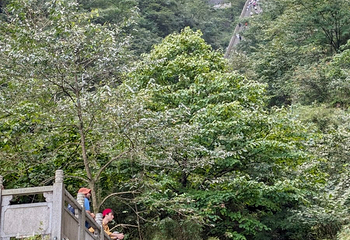 天门山国家森林公园第 467 张图片