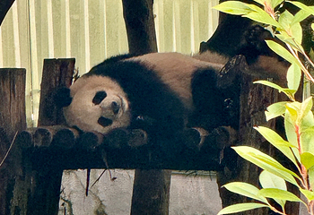 成都大熊猫繁育研究基地第 463 张图片