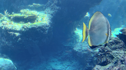 冲绳美丽海水族馆第 103 张图片