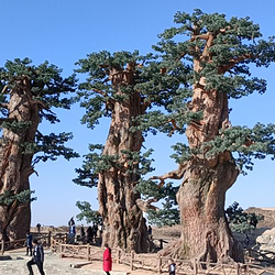 杨家城遗址