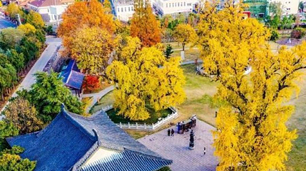 古惠济寺-银杏第 1 张图片