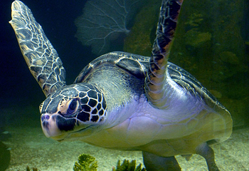 水族馆－水上动物园第 5 张图片