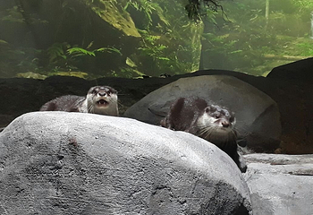雅加达多媒体水族馆第 8 张图片