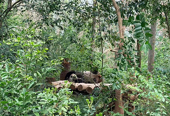 成都大熊猫繁育研究基地第 497 张图片