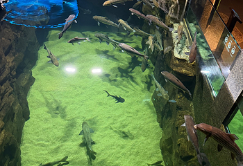 吉隆坡城中城水族馆第 53 张图片