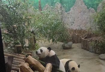 成都大熊猫繁育研究基地第 746 张图片