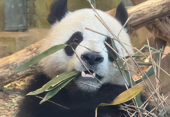 成都大熊猫繁育研究基地第 125 张图片