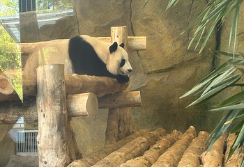 成都大熊猫繁育研究基地第 157 张图片
