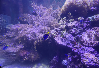 台湾海洋生物博物馆第 47 张图片