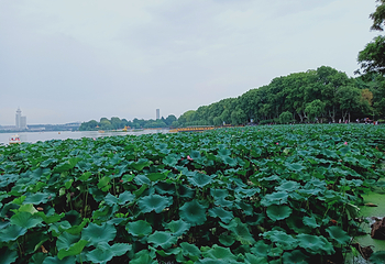 玄武湖景区第 93 张图片