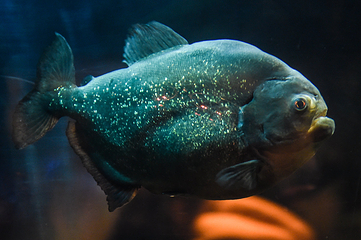 布莱顿海洋生物水族馆第 7 张图片