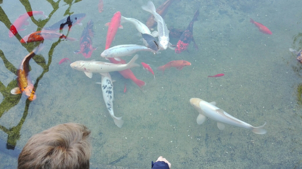 昂内维尔水族馆第 15 张图片