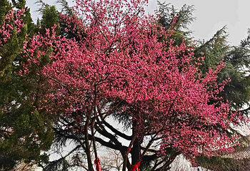 青龙寺第 28 张图片