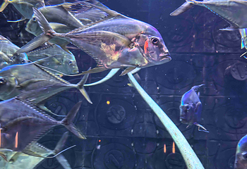 迪拜“失落的世界”水族馆第 5 张图片