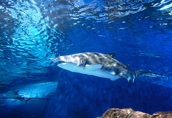 上海海洋水族馆第 55 张图片