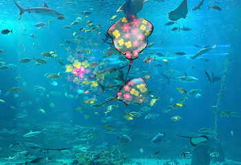济州岛Aqua Planet水族馆第 68 张图片