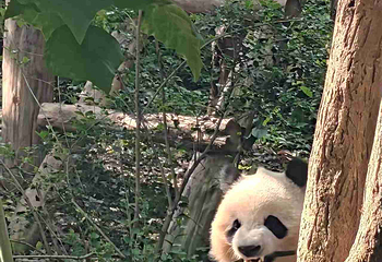 成都大熊猫繁育研究基地第 616 张图片
