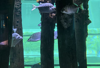 凯恩斯水族馆第 52 张图片