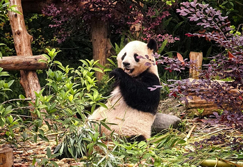 成都大熊猫繁育研究基地第 128 张图片