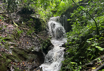 莫里热带雨林景区第 17 张图片