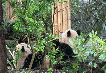 成都大熊猫繁育研究基地第 275 张图片