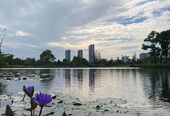 上海植物园第 63 张图片