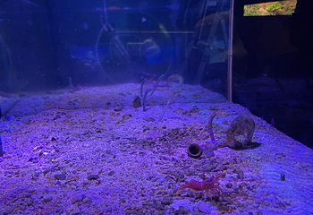 丹麦国立水族馆第 55 张图片