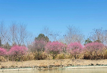 西溪国家湿地公园第 153 张图片