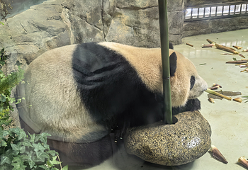 熊猫谷第 96 张图片