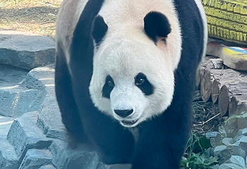 大连森林动物园第 92 张图片