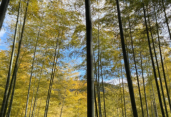 伏见稻荷大社第 173 张图片