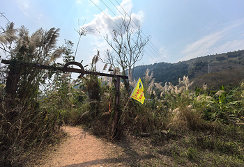 基诺山雨林徒步第 41 张图片