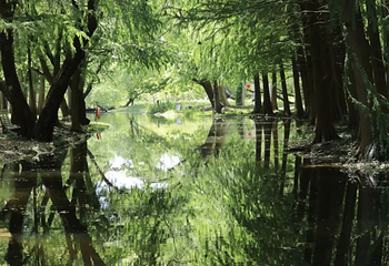 共青国家森林公园第 68 张图片