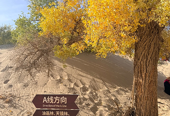 黑城弱水胡杨风景区第 105 张图片