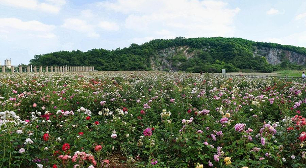 合肥园博园-月季谷