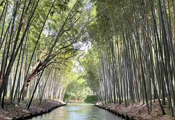 同里国家湿地公园第 136 张图片
