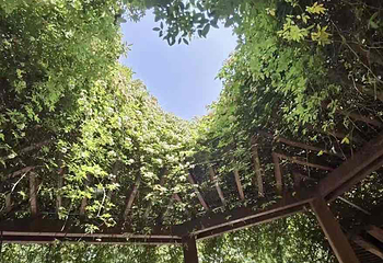 兴庆宫公园第 80 张图片