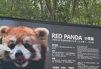 成都大熊猫繁育研究基地第 271 张图片