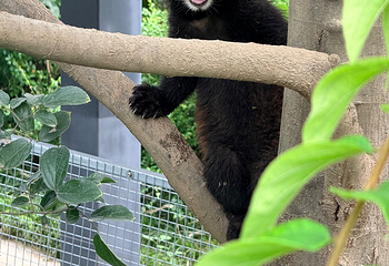 成都大熊猫繁育研究基地第 194 张图片