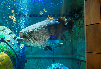 三亚亚特兰蒂斯失落的空间水族馆第 190 张图片
