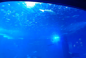 塞维利亚水族馆第 20 张图片