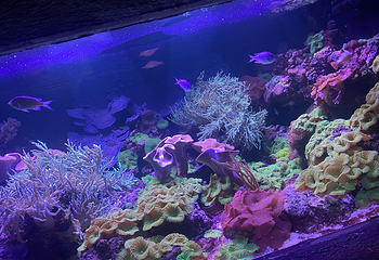 昂内维尔水族馆第 6 张图片