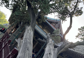 晋祠博物馆第 462 张图片