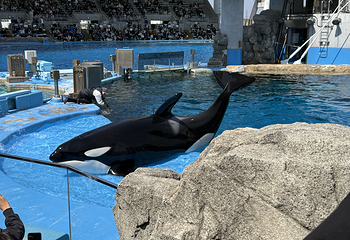 名古屋港水族馆第 20 张图片